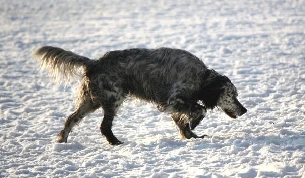 英国雪达蹲猎犬
