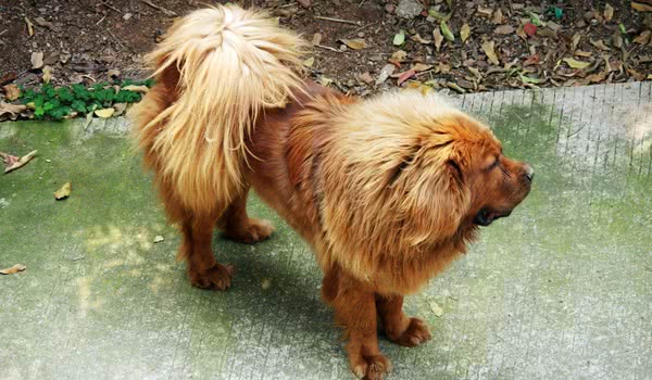 藏獒