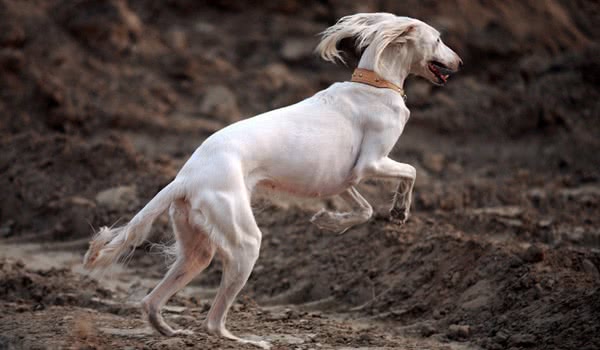 萨路基猎犬
