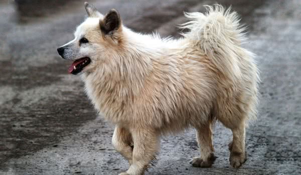 冰岛牧羊犬