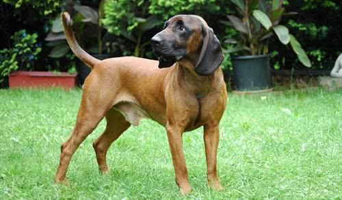 巴伐利亚山嗅猎犬