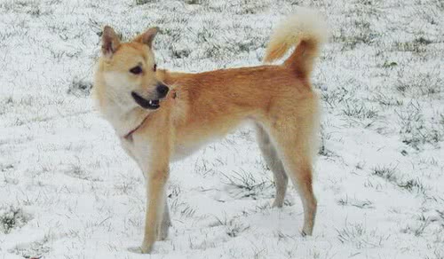 北海道犬