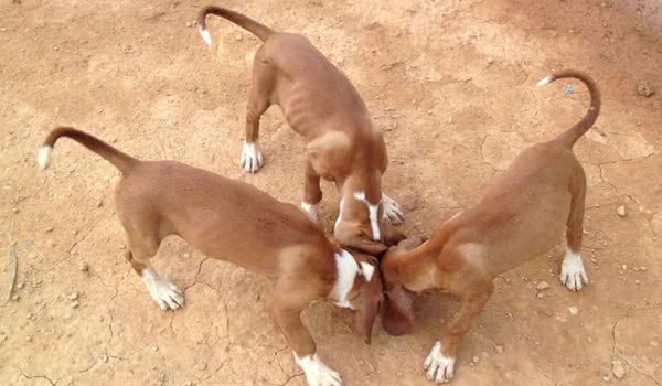 波萨维茨猎犬