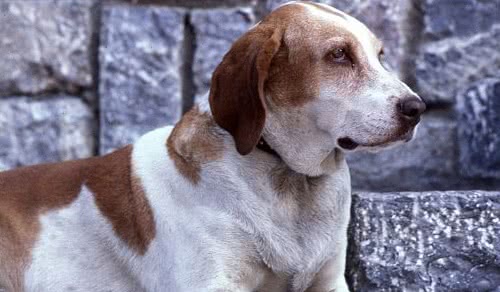 博格斯指示犬