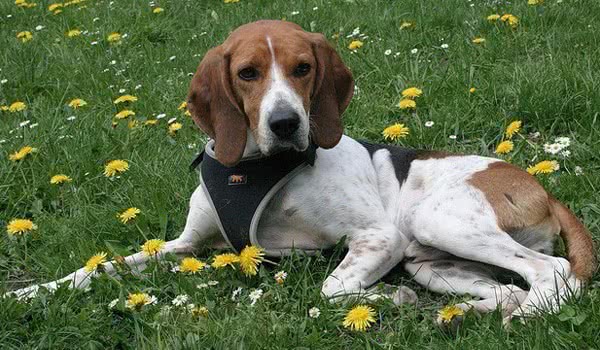意大利狐狸犬