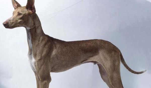 加那利沃伦猎犬