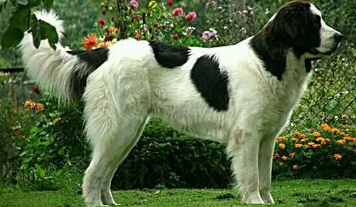 兰西尔犬