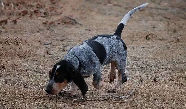 加斯科尼短腿蓝犬