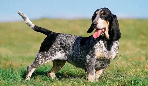 蓝色加斯科涅格里芬犬