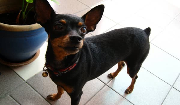 小鹿犬