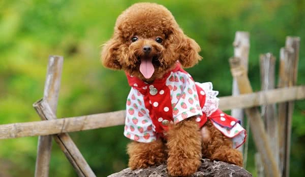 迷你贵宾犬