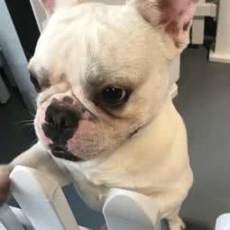 众神犬舍