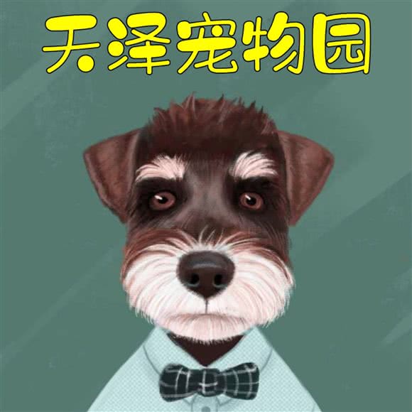 天泽狗狗园·雪纳瑞种公借配