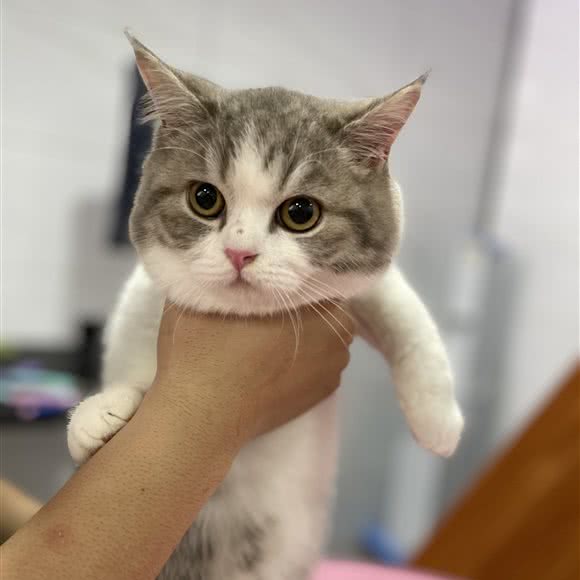 Flyingcat宠物生活馆