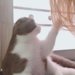 朱妈妈家里有猫·猫店