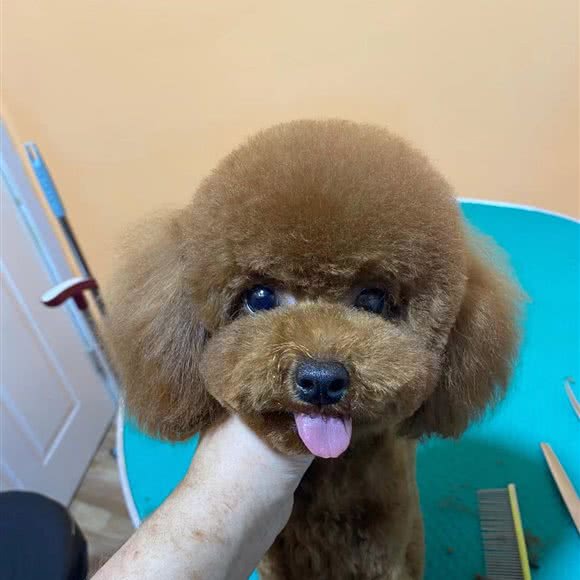 嗨宠狗狗生活馆