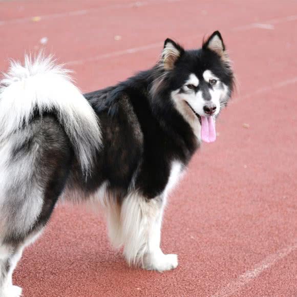 爱宠犬业