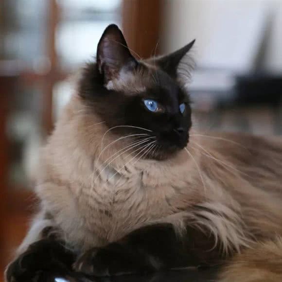 宠物犬粮猫粮