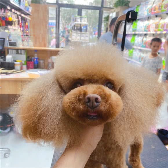 可萌宠物