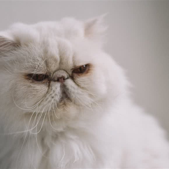 夙愿猫舍