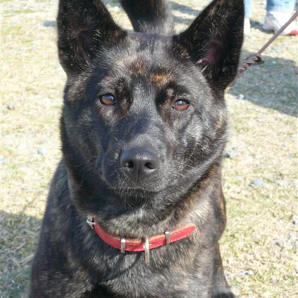 小印犬舍