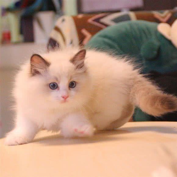 李小二的猫