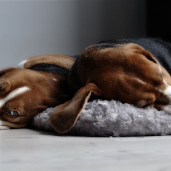 林森宠物生活馆