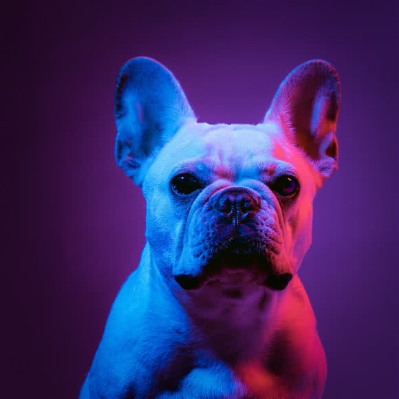 阿尔法宠物光影 Alpha dog image