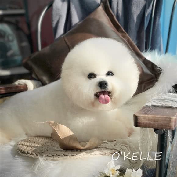 ONJOY宠物?lSB伊珊娜皮毛调理