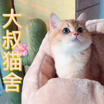 大叔猫舍