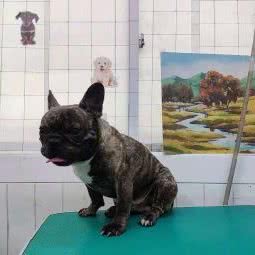 抱抱爱犬宠物店