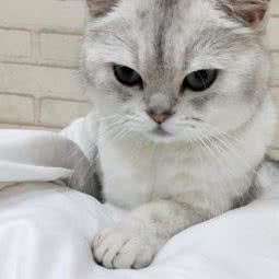 猫来狗往宠物馆