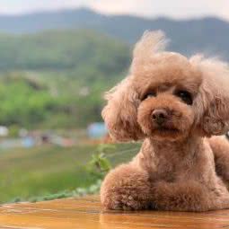 Poodle扑哒狗狗生活馆