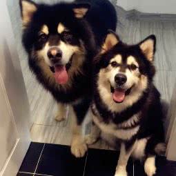 DBhouse 大白犬舍 成都