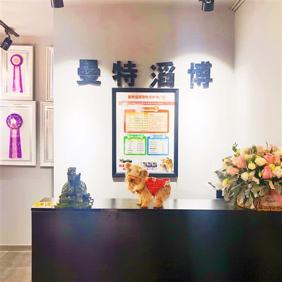 曼特滔博宠物(皇姑店)