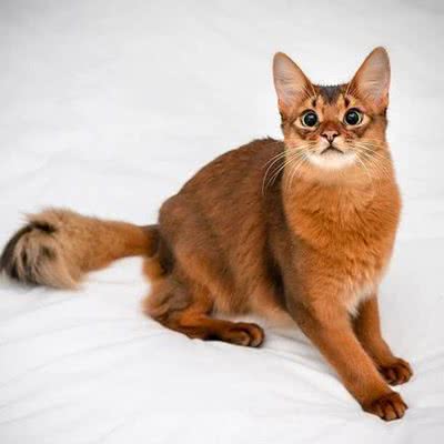 爱宠猫主题馆