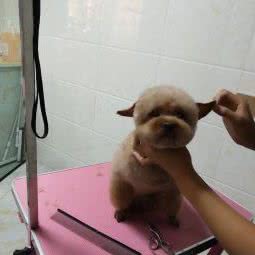 君宠宠物生活馆