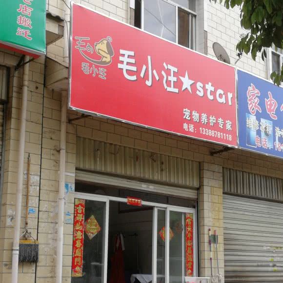 隆腾毛小汪 star宠物养护专家