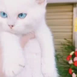 METACAT麦塔