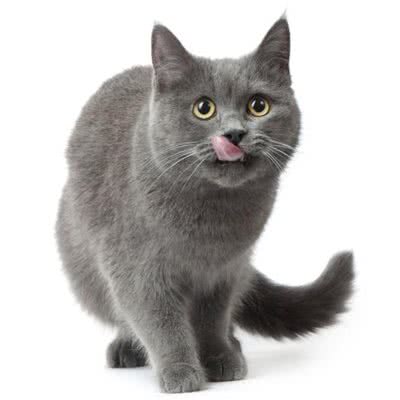 23号猫舍