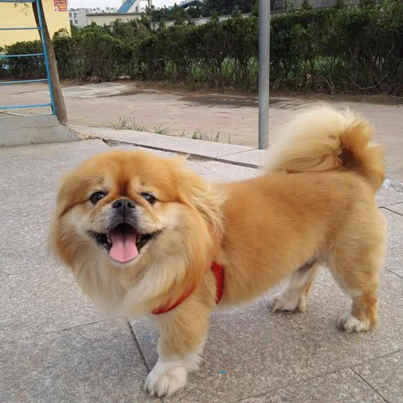宠你宠物俱乐部