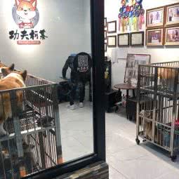 功夫柯基