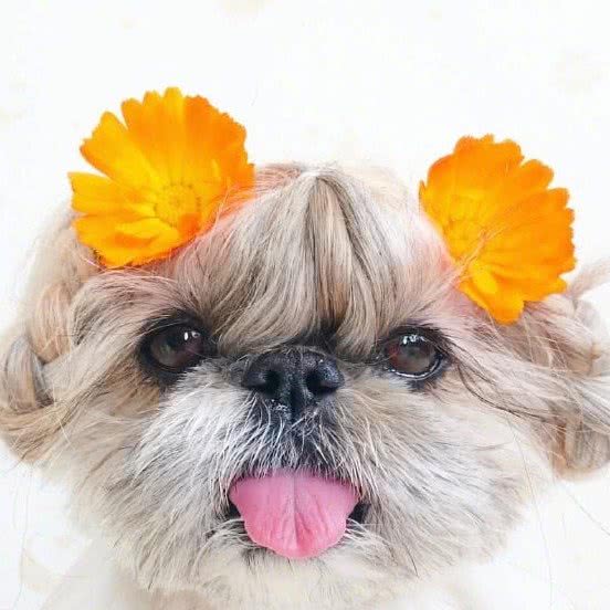 她们宠宠物