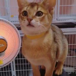 猫掌柜宠物生活馆