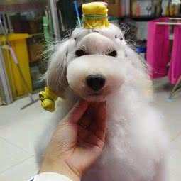 德宠宠物生活馆