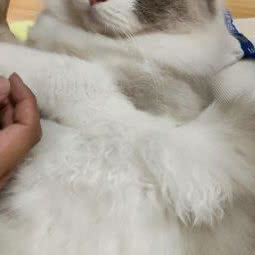 猫宠生活体验馆·猫咖(万达店)