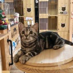 打滚儿猫舍(吉林大路店)