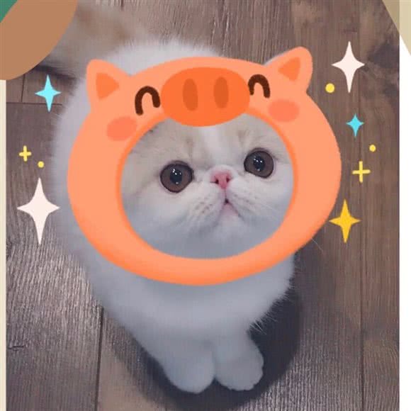 江小豆WARM·HOME·猫咖·赛级宠物(阳光新城店)