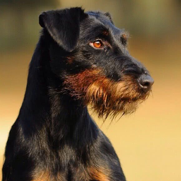Mr.Dog宠物用品