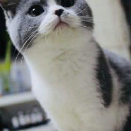 茂行宠物诊所